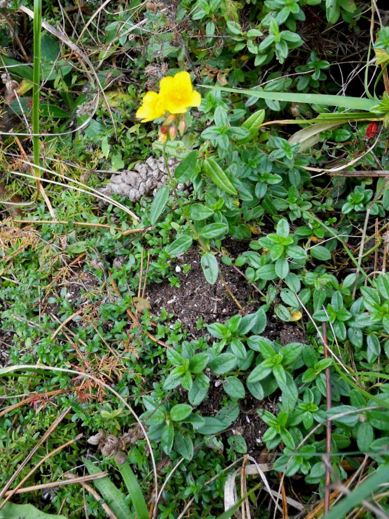 Helianthemum nummularium